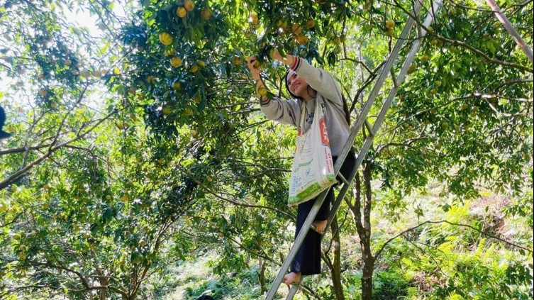 Phát huy lợi thế, thúc đẩy phát triển sản phẩm nông nghiệp