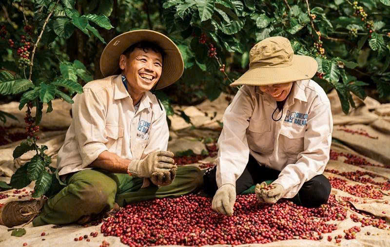 Giá nông sản hôm nay 188 Cà phê tăng trở lại tiêu ổn định gạo nguyên liệu giảm