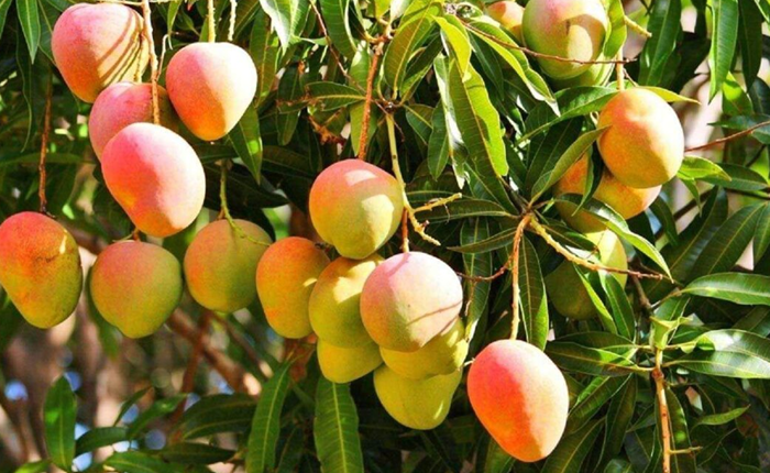 Nhiều nước điều chỉnh SPS, nông sản xuất khẩu Việt Nam cần lưu ý Nhiều nước điều chỉnh SPS, nông sản xuất khẩu Việt Nam cần lưu ý
