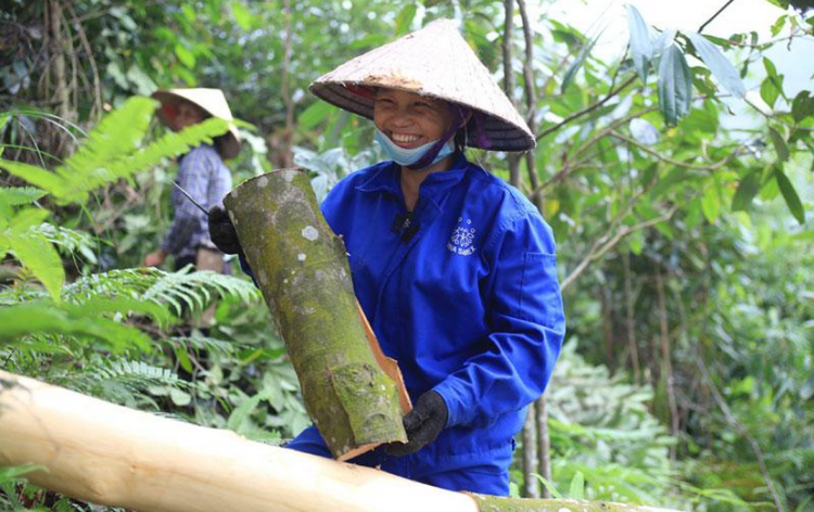 Nâng giá trị sản phẩm từ cây quế - động lực phát triển kinh tế lâm nghiệp Nâng giá trị sản phẩm từ cây quế - động lực phát triển kinh tế lâm nghiệp