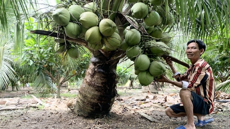 Nông nghiệp tuần hoàn: Kiến tạo sản xuất giảm phát thải, bảo vệ môi trường