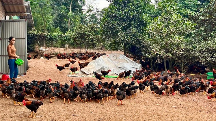 Chủ động kiểm soát chất lượng, phòng chống dịch bệnh đàn vật nuôi