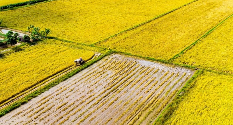 Cà Mau mở rộng vùng chuyên canh lúa chất lượng cao, phát thải thấp Cà Mau mở rộng vùng chuyên canh lúa chất lượng cao, phát thải thấp