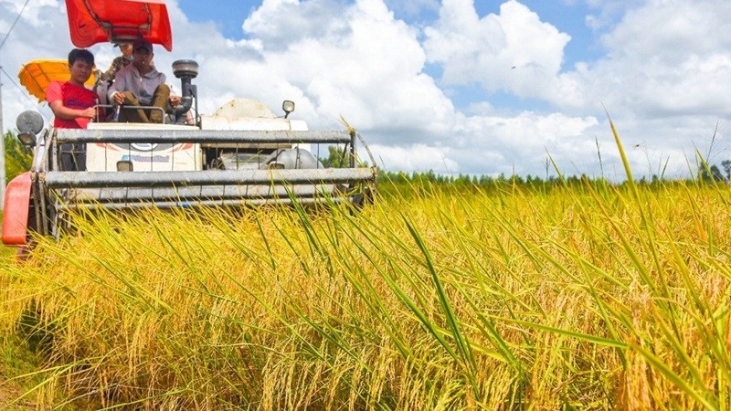 Cà Mau mở rộng vùng chuyên canh lúa chất lượng cao, phát thải thấp