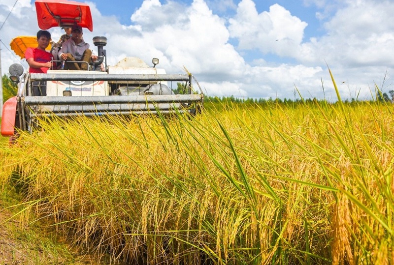 Cà Mau mở rộng vùng chuyên canh lúa chất lượng cao, phát thải thấp Cà Mau mở rộng vùng chuyên canh lúa chất lượng cao, phát thải thấp