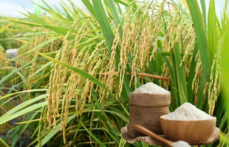 Giá nông sản hôm nay 268 Cà phê tăng mạnh tiêu giảm nhẹ lúa gạo trầm lắng