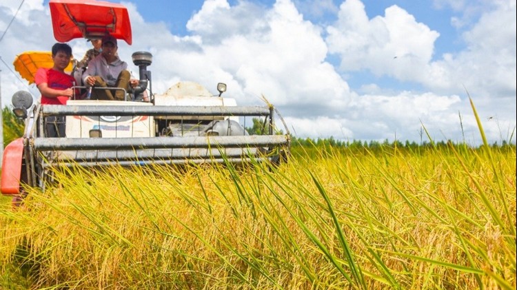 Cà Mau mở rộng vùng trồng lúa chất lượng cao, phát thải thấp