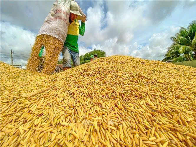 Giá nông sản hôm nay 278 Cà phê giảm hồ tiêu đi ngang giá lúa gạo chịu áp lực