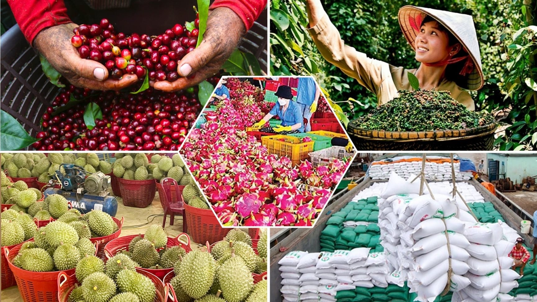 Giá nông sản hôm nay 29/8: Cà phê giảm mạnh, lúa gạo chịu áp lực, giá tiêu đi ngang