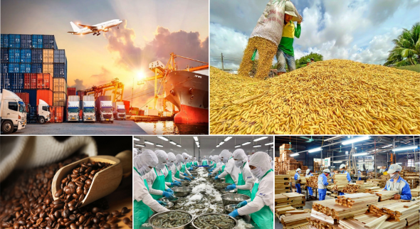 Giá nông sản hôm nay 31/8: Tiêu, cà phê cùng giảm, lúa gạo ổn định