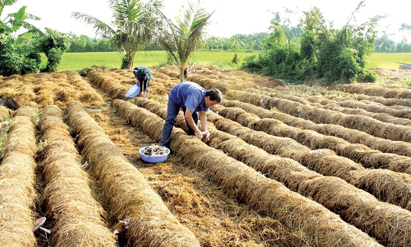 Cần Thơ thúc đẩy kinh tế tuần hoàn trong sản xuất nông nghiệp