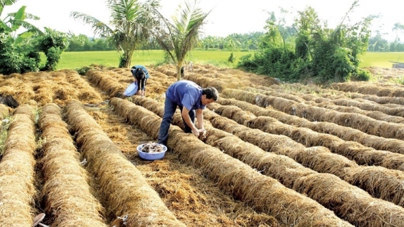 Cần Thơ thúc đẩy kinh tế tuần hoàn trong sản xuất nông nghiệp