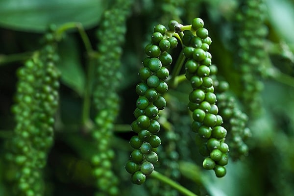 Giá tiêu hôm nay 5/9: Duy trì mức ổn định