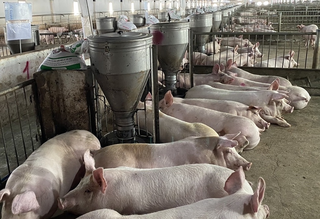 Giá lợn heo hơi hôm nay 6/9: Thị trường duy trì ổn định sau dịp nghỉ lễ