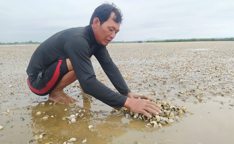 Xác định nguyên nhân ngao nuôi chết hàng loạt ở Hà Tĩnh