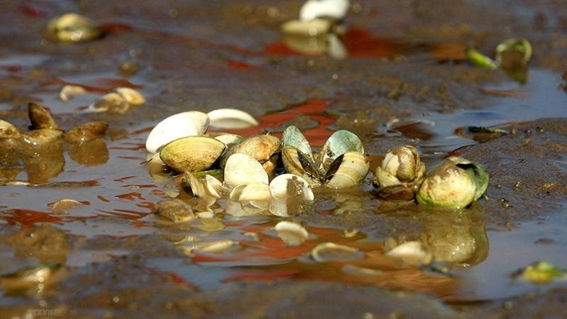 Thái Bình: Ngao chết trắng tại xã Thái Đô, huyện Thái Thụy