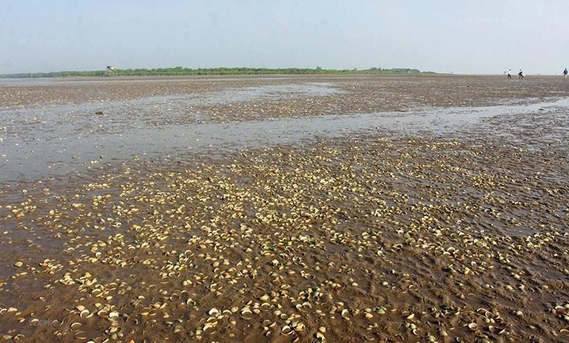 Thái Bình: Ngao chết trắng tại xã Thái Đô, huyện Thái Thụy