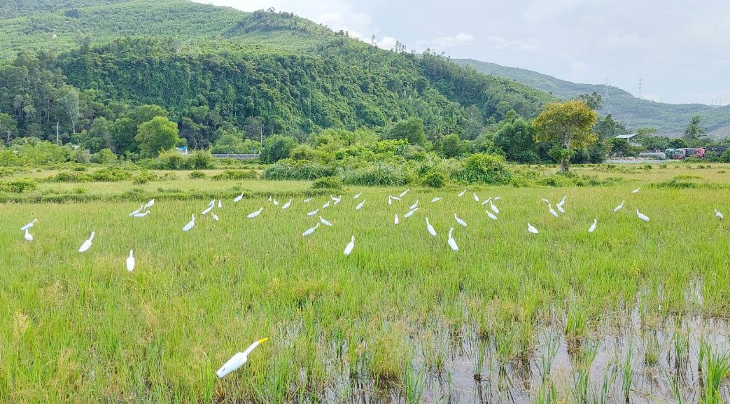 Thừa Thiên – Huế: Tiêu hủy hàng ngàn dụng cụ bẫy chim hoang dã Thừa Thiên – Huế: Tiêu hủy hàng ngàn dụng cụ bẫy chim hoang dã