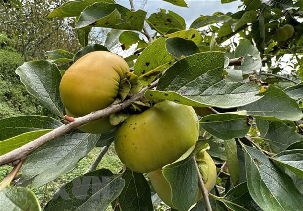 Lào Cai: Hồng giòn không hạt - đặc sản mới của huyện Mường Khương Lào Cai: Hồng giòn không hạt - đặc sản mới của huyện Mường Khương