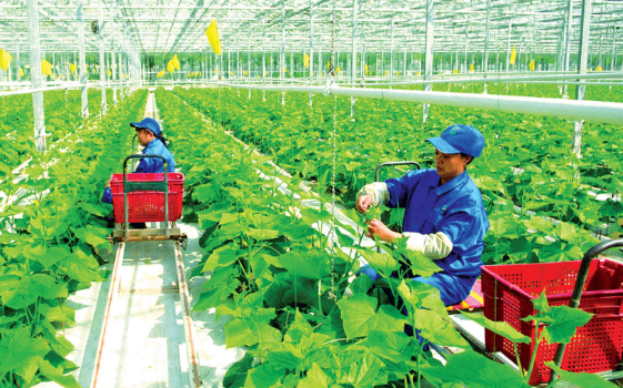 Doanh nghiệp tìm hướng phát triển xanh, giảm phát thải carbon Doanh nghiệp tìm hướng phát triển xanh, giảm phát thải carbon