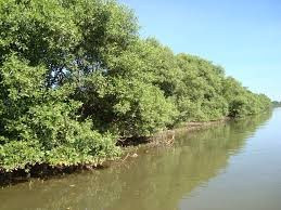 Gần 30ha trong dự án trồng rừng ngập mặn tại Cà Mau bị chết