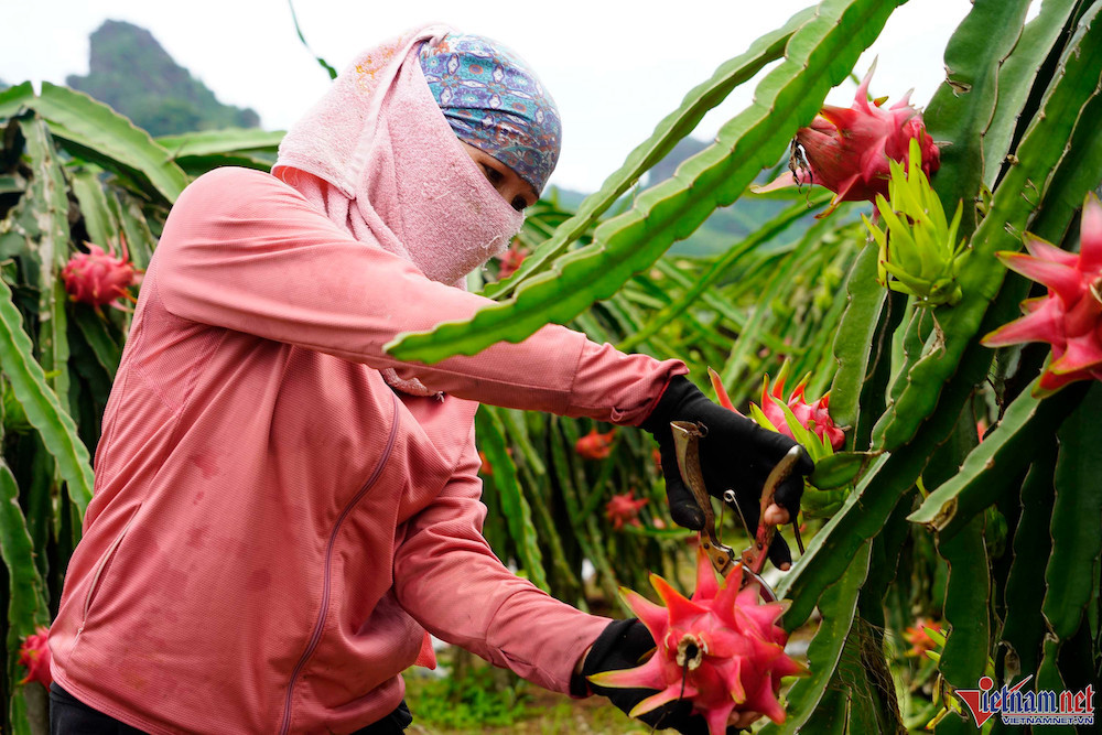 Nguyên nhân khiến trái cây tỷ USD Việt Nam mất vị trí dẫn đầu Nguyên nhân khiến trái cây tỷ USD Việt Nam mất vị trí dẫn đầu