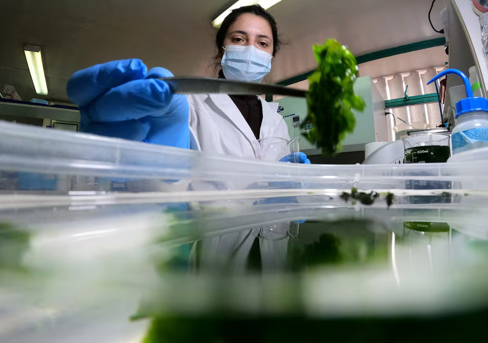 Chile: Biến tảo biển thành nguồn năng lượng mới Chile: Biến tảo biển thành nguồn năng lượng mới