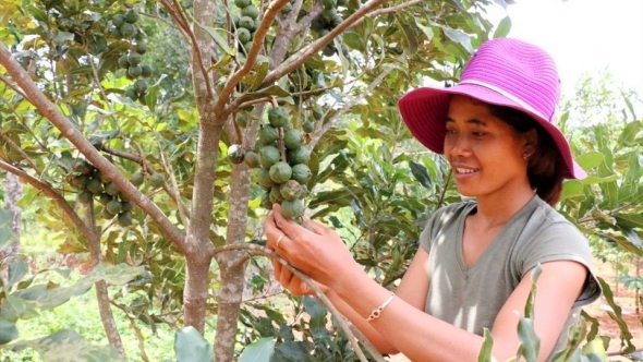 Nhân rộng mô hình trồng mắc ca, tạo sinh kế bền vững