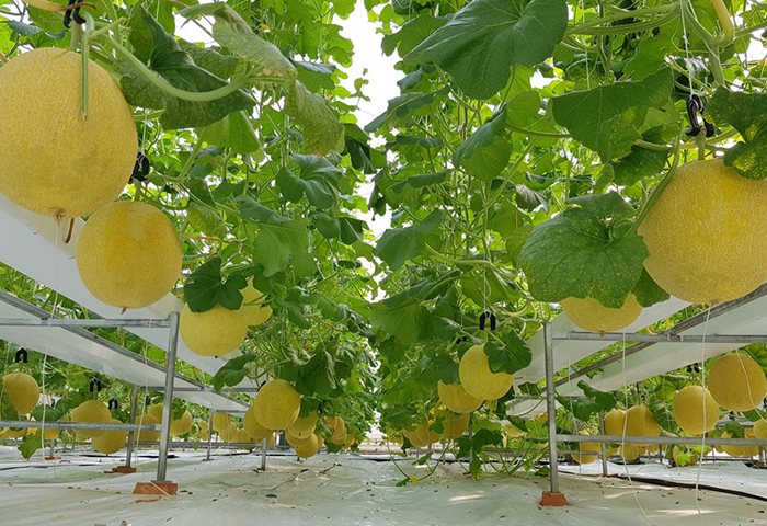 Phát triển nông nghiệp theo hướng đa mục tiêu, đa giá trị