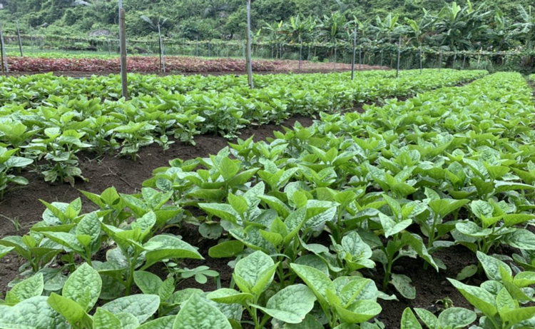 Đổi mới sản xuất, chú trọng bảo vệ môi trường Đổi mới sản xuất, chú trọng bảo vệ môi trường