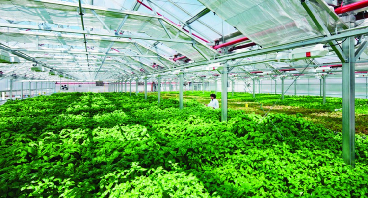 Quảng Ngãi ứng dụng công nghệ cao trong phát triển nông nghiệp xanh Quảng Ngãi ứng dụng công nghệ cao trong phát triển nông nghiệp xanh