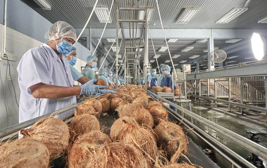 Triển khai đồng bộ giải pháp phát triển bền vững ngành dừa
