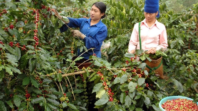 Mường Ảng phát triển kinh tế từ cây cà phê