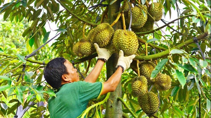 Xuất khẩu sầu riêng hướng mục tiêu đạt 4 tỷ USD