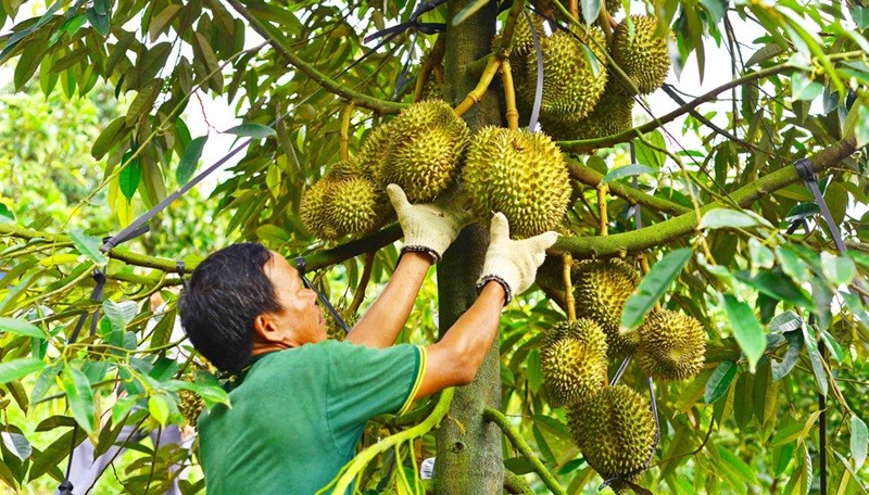 Xuất khẩu sầu riêng hướng mục tiêu đạt 4 tỷ USD