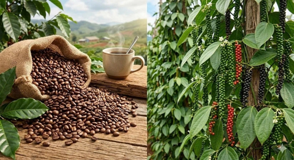 Giá nông sản hôm nay 7/9: Cà phê giảm, tiêu đi ngang, lúa gạo ít biến động