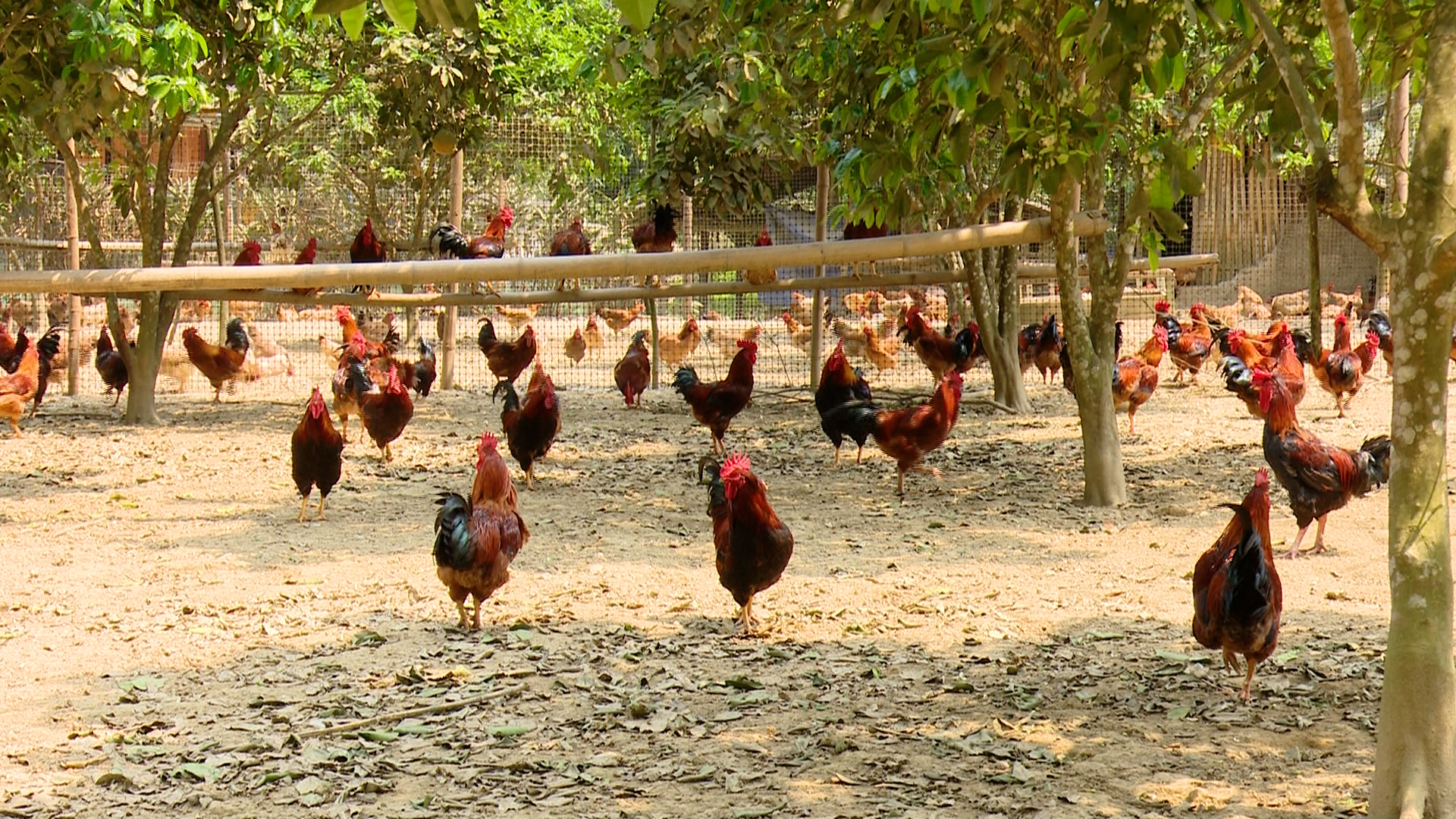 Đa dạng mô hình sản xuất, mở hướng phát triển kinh tế Đa dạng mô hình sản xuất, mở hướng phát triển kinh tế