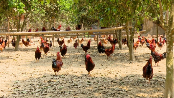 Đa dạng mô hình sản xuất, mở hướng phát triển kinh tế