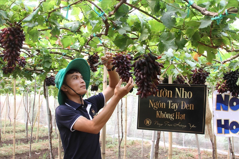 Công nghệ tưới tiết kiệm góp phần đảm bảo nguồn nước sản xuất trong mùa khô Công nghệ tưới tiết kiệm góp phần đảm bảo nguồn nước sản xuất trong mùa khô