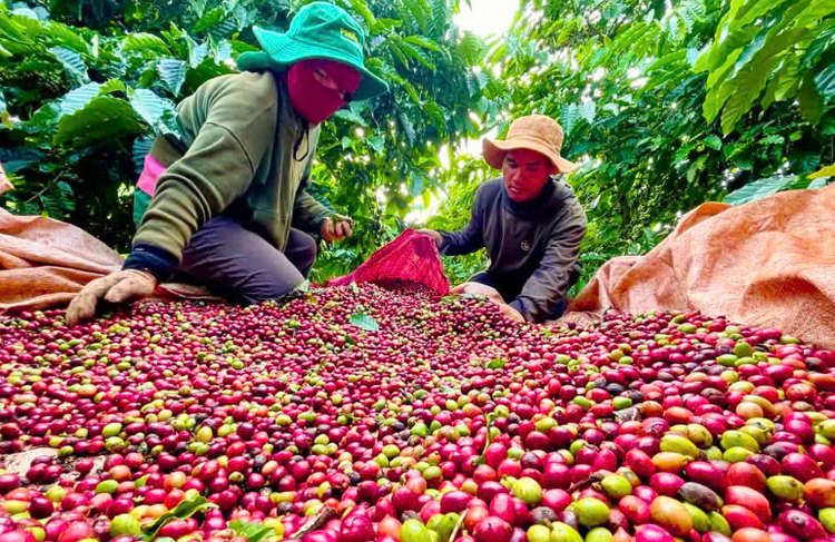 Gia Lai: Ứng dụng công nghệ, nâng cao giá trị cây trồng chủ lực Gia Lai: Ứng dụng công nghệ, nâng cao giá trị cây trồng chủ lực