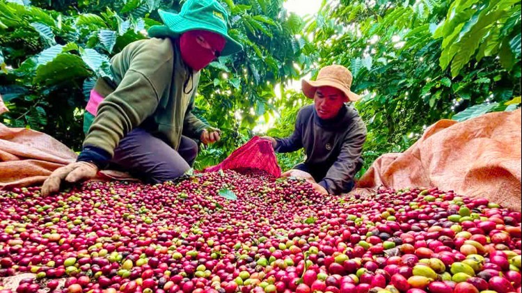 Gia Lai: Ứng dụng công nghệ, nâng cao giá trị cây trồng chủ lực
