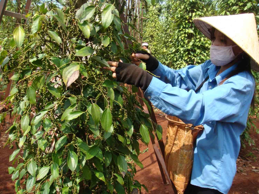 Giá nông sản hôm nay 219 Cà phê giảm mạnh hồ tiêu đi ngang lúa gạo ổn định