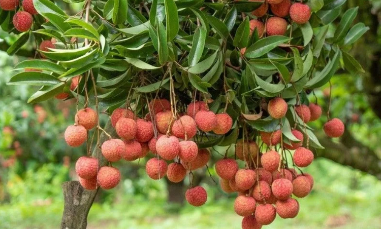 Gắn vùng nguyên liệu với chế biến, mở rộng thị trường tiêu thụ