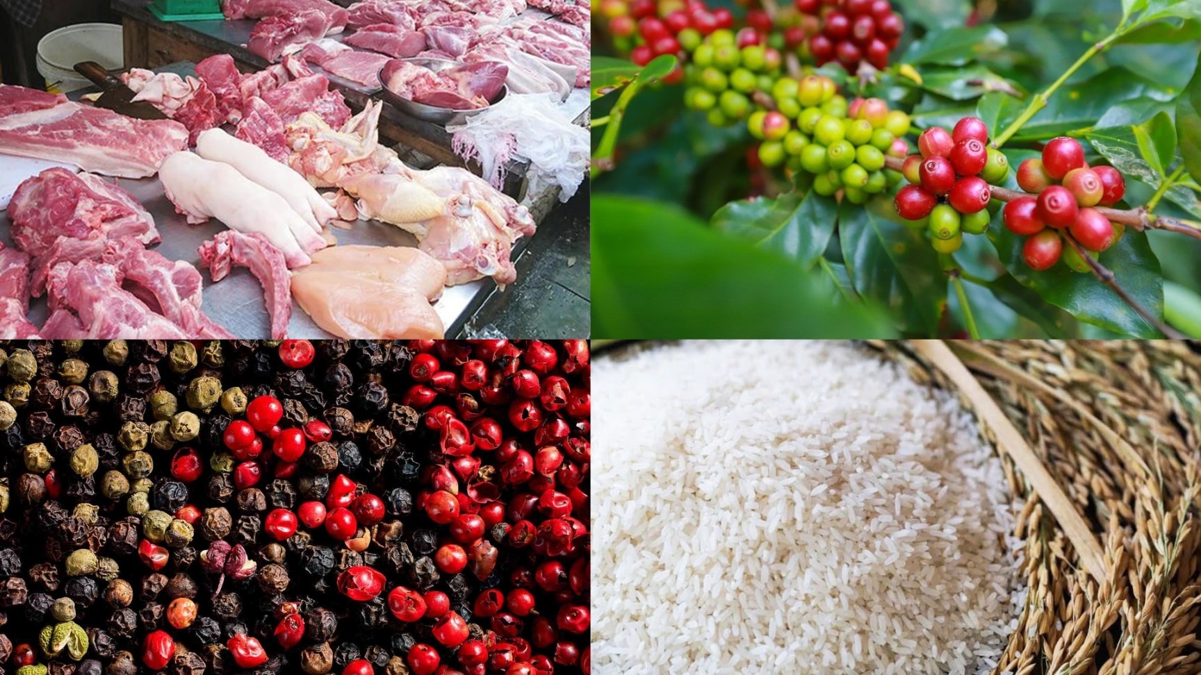 Giá nông sản hôm nay 23/9: Cà phê giảm, hồ tiêu đi ngang, lúa gạo trái chiều