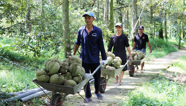 Xây dựng vùng chuyên canh, nâng cao chuỗi giá trị cây ăn quả Xây dựng vùng chuyên canh, nâng cao chuỗi giá trị cây ăn quả
