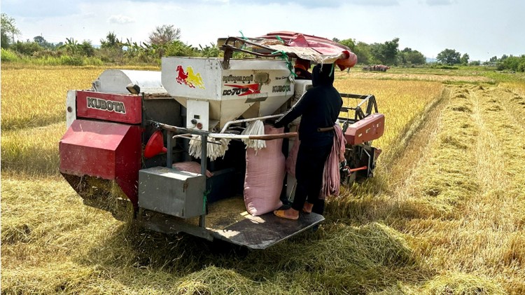 Lợi ích kép trong canh tác lúa giảm phát thải
