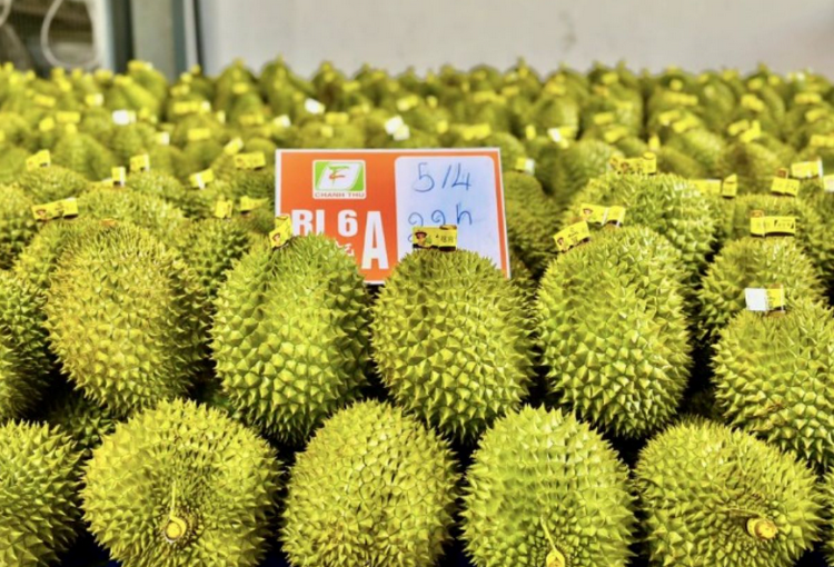 Mã số vùng trồng nâng chuẩn nông sản xuất khẩu