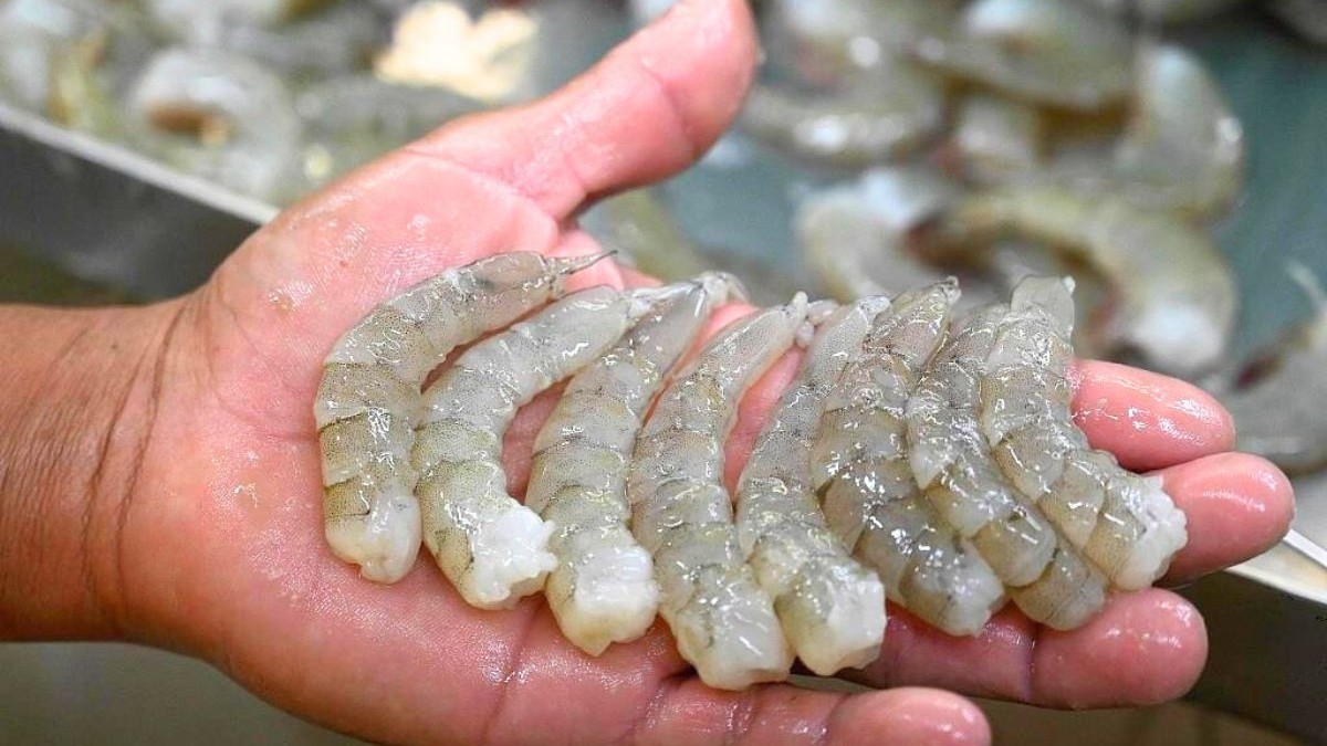Mỹ nâng thuế chống bán phá giá tôm Ấn Độ, nguồn cung tiếp tục dịch chuyển
