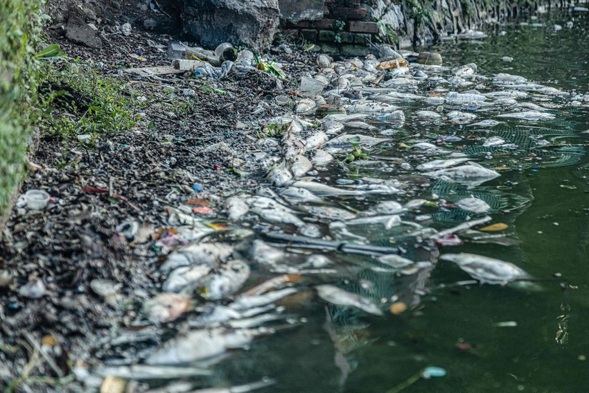 Hà Nội: Cá chết nổi lềnh bềnh trên mặt hồ Tây