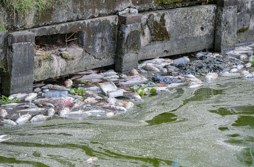 Hà Nội: Cá chết nổi lềnh bềnh trên mặt hồ Tây